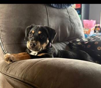 German Shepherd Dog and Labrador Retriever Dogs Available for Adoption - German Cuisine : Sourcraut | PetCurious