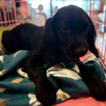Moana -  Spaniel and Mixed Breed Dog for Adoption in Fredericksburg, Virginia - Moana | PetCurious