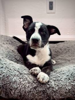 Rescue German Shepherd Dog Dogs for Adoption in Los Angeles, California - Persimmon | PetCurious