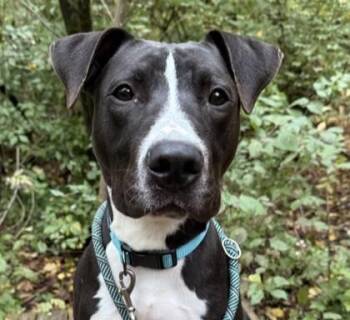 Rescue Pit Bull Terrier Dogs for Adoption in Indianapolis, Indiana - Dennis | PetCurious