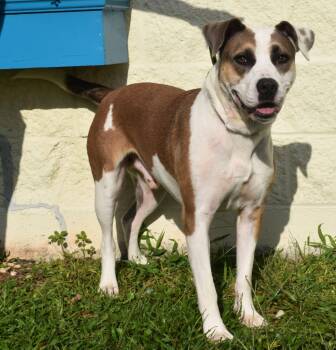 Rescue Mixed Breed Dogs for Adoption in Kingsland, Georgia - Trooper | PetCurious