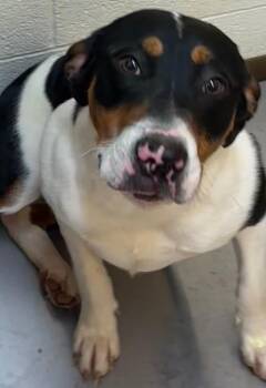 Bernese Mountain Dog and Rottweiler Dogs Available for Adoption - SKY | PetCurious