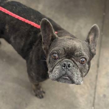 French Bulldog Dogs Available for Adoption in Portland, Maine - Scarlette | PetCurious