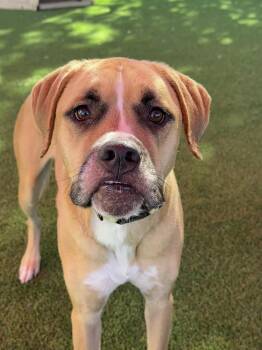 Rescue Mastiff and Boxer Dogs for Adoption in Glendale, Arizona - Jewel | PetCurious