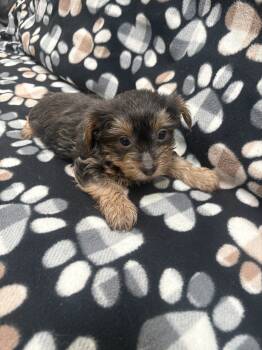 Mister  -  Yorkshire Terrier Dog for Sale in Pacific, Washington - Mister  | PetCurious