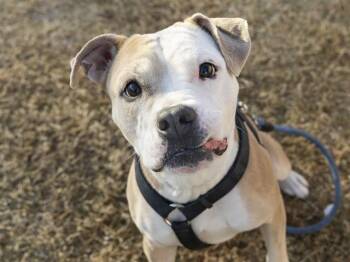 Pit Bull Terrier Dogs Available for Adoption - OLIVE OYL | PetCurious