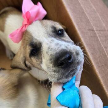 260612K096 - Pistachio -  Mixed Breed Dog for Adoption in Enterprise, Alabama - 260612K096 - Pistachio | PetCurious