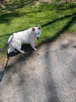 Mixed Breed Dogs Available for Adoption in Reisterstown, Maryland - Frozone (STRAY) | PetCurious