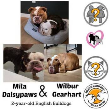 MILA DAISYPAWS (with WILBUR GEARHART) -  English Bulldog Dog for Adoption in Bonney Lake, Washington - MILA DAISYPAWS (with WILBUR GEARHART) | PetCurious