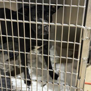 Rasputina -  Boxer and Labrador Retriever Dog for Adoption in Fort Smith, Arkansas - Rasputina | PetCurious