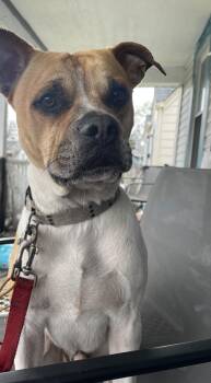 Puggle and Boxer Dogs Available for Adoption in Indianapolis, Indiana - Velcro | PetCurious