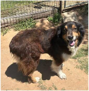 Raven -  Australian Shepherd Dog Available for Adoption in Granbury, Texas - Raven | PetCurious