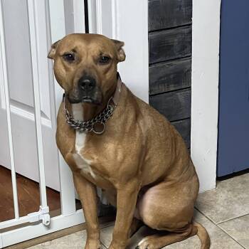 Rescue Pit Bull Terrier and Black Mouth Cur Dogs for Adoption in West Milford, New Jersey - Scamp | PetCurious