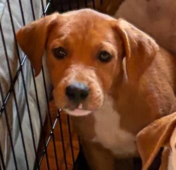 Cogsworth -  Mixed Breed Dog for Adoption in St. Augustine, Florida - Cogsworth | PetCurious