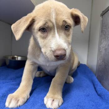 Tulip -  Mixed Breed Dog for Adoption in Newark, New Jersey - Tulip | PetCurious