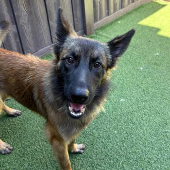 Princess Belle 1836 -  German Shepherd Dog and None Dog for Adoption in Loxahatchee Groves, Florida - Princess Belle 1836 | PetCurious