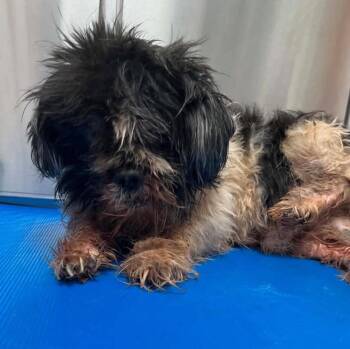 Ledger -  Mixed Breed Dog for Adoption in New York, New York - Ledger | PetCurious