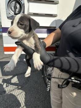 61515672 -  Pit Bull Terrier and Mixed Breed Dog for Adoption in El Paso, Texas - 61515672 | PetCurious
