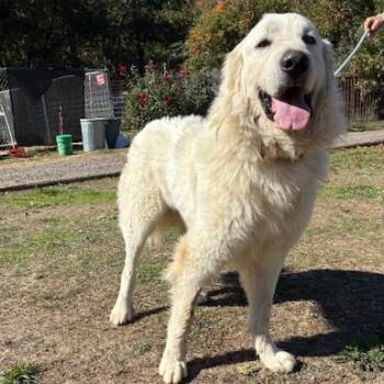 Rescue Great Pyrenees Dogs for Adoption in Richmond, California - SAMMY | PetCurious