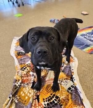 Mastiff and Mixed Breed Dogs Available for Adoption in Westland, Michigan - Yukon | PetCurious