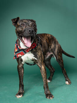 Rescue Pit Bull Terrier and Mixed Breed Dogs for Adoption in Atlanta, Georgia - Lakemont | PetCurious