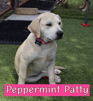 Labrador Retriever and Great Pyrenees Dogs Available for Adoption in Southlake, Texas - Peppermint Patty | PetCurious