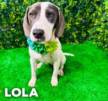 Lola -  Pointer and Hound Dog for Adoption in Lucas, Texas - Lola | PetCurious
