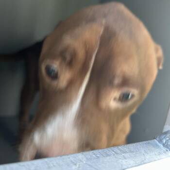 SUMBO -  Pit Bull Terrier Dog for Adoption in Greensboro, North Carolina - SUMBO | PetCurious