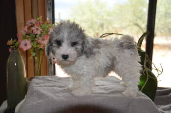 Kiwi -  Sheepadoodle Dog for Sale in Phoenix, Arizona - Kiwi | PetCurious