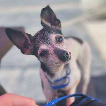 Sophia -  Italian Greyhound and Chihuahua Dog for Adoption in West Falls, New York - Sophia | PetCurious