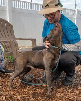 Snack Wrap -  Mixed Breed Dog for Adoption in Chamblee, Georgia - Snack Wrap | PetCurious