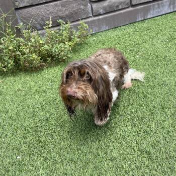Fiddle Fritz 3302 -  Shih Tzu Dog for Adoption in Loxahatchee Groves, Florida - Fiddle Fritz 3302 | PetCurious