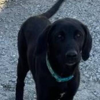 Rescue Black Labrador Retriever Dogs for Adoption in Atwater, California - Buddy | PetCurious