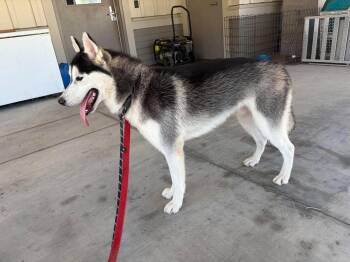 Ross -  Siberian Husky Dog for Adoption in New Smyrna Beach, Florida - Ross | PetCurious