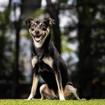Gamble -  Mixed Breed Dog for Adoption in Jupiter, Florida - Gamble | PetCurious