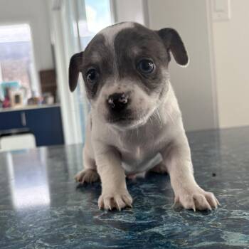 Rafael -  Chihuahua Dog for Adoption in Charlotte, North Carolina - Rafael | PetCurious