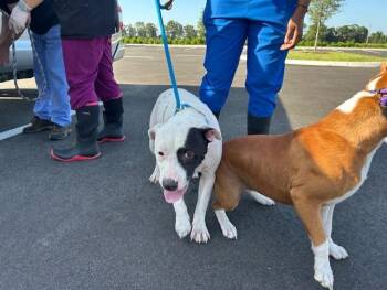 PILOT -  Pit Bull Terrier and Mixed Breed Dog for Adoption in Ocala, Florida - PILOT | PetCurious