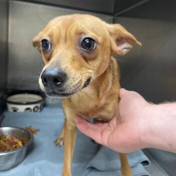 Colee -  Chihuahua and Mixed Breed Dog for Adoption in Valley, Alabama - Colee | PetCurious