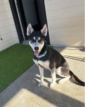 Dakota BL-T LOCAL Adoption Event in Bellingham 7/25 -  Siberian Husky and German Shepherd Dog Dog for Adoption in Missouri City, Texas - Dakota BL-T LOCAL Adoption Event In Bellingham 7/25 | PetCurious