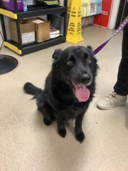 Rescue Border Collie and Mixed Breed Dogs for Adoption in Fort Worth, Texas - Pepper | PetCurious