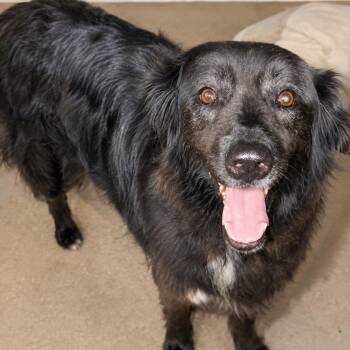 Pearle -  Black Labrador Retriever and Shepherd Dog for Adoption in New Orleans, Louisiana - Pearle | PetCurious