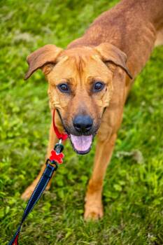 Zelda -  Hound Dog for Adoption in Valparaiso, Indiana - Zelda | PetCurious
