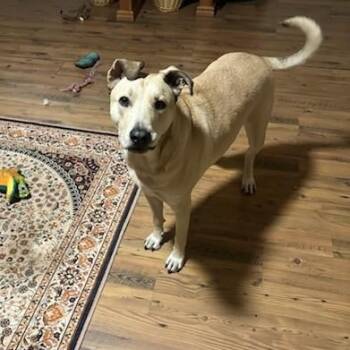 Simba -  Mixed Breed Dog for Adoption in Mansfield, Texas - Simba | PetCurious