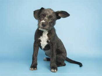 Parson Russell Terrier and Mixed Breed Dogs Available for Adoption - LAYLA | PetCurious