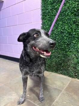 Australian Cattle Dog Blue Heeler and Mixed Breed Dogs Available for Adoption - 60259707 | PetCurious
