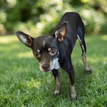 Tito -  Miniature Pinscher and Chihuahua Dog for Adoption in Las Vegas, Nevada - Tito | PetCurious