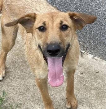 Goldie -  Shepherd Dog for Adoption in Glasgow, Kentucky - Goldie | PetCurious