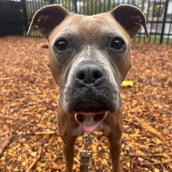 Nutella -  Boxer Dog for Adoption in Briarcliff Manor, New York - Nutella | PetCurious
