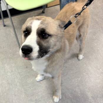 Mixed Breed Dogs Available for Adoption in Philadelphia, Pennsylvania - Shadow Grey | PetCurious