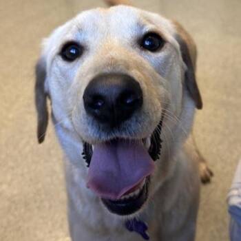Remy -  Mixed Breed Dog for Adoption in Lansing, Michigan - Remy | PetCurious